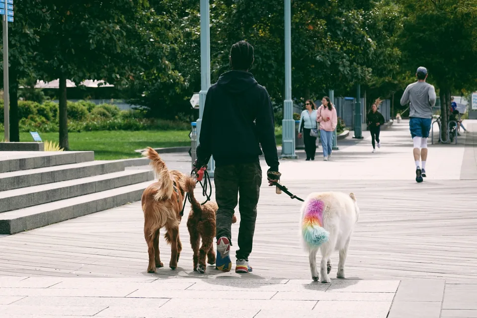 A person walking three dogs along a park walkway